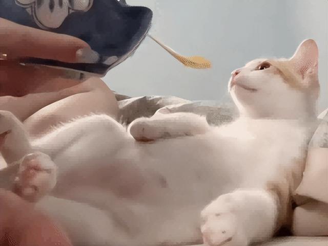 爸爸教猫爬梯子上床，结果第二天看到…网友：这猫是人教版的！