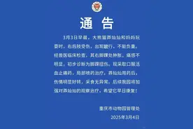 重庆动物园通报“莽灿灿”伤情图片
