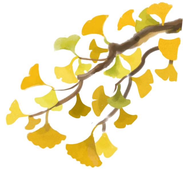 济南的这些千年银杏树美得正当时，最后“黄金期”快去打卡！