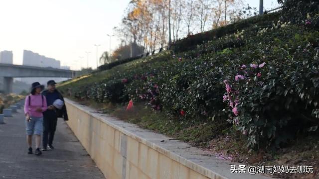 不用去南京，长沙也藏着 “梧桐秘境”！遛娃拍照美到窒息！