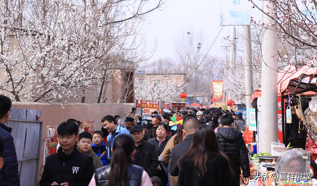 杏花开了~嘉祥第八届杏花节要来啦！！！