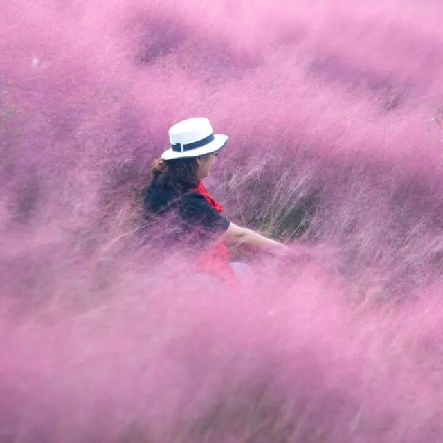 拿捏秋日氛围感？济南这些免费花海，教你轻松圈“粉”！