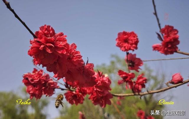 影记 | 春色春景之青州范公亭(上)