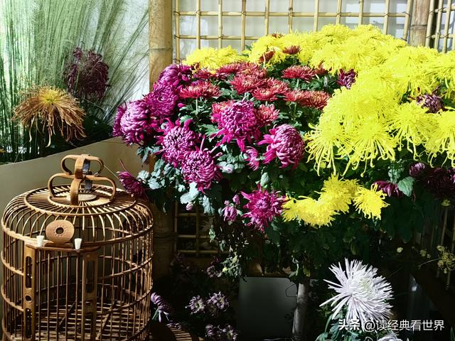 杭州植物园的菊花展——一场关于菊花的饕餮盛宴（二）