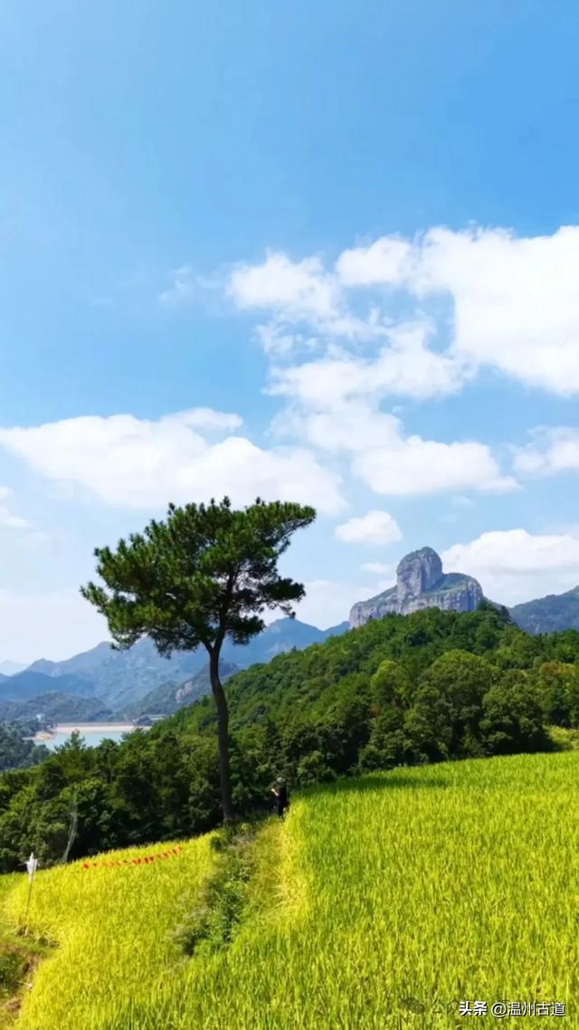 国庆哪里玩?去不了龙脊梯田,那就来温州这里看看吧