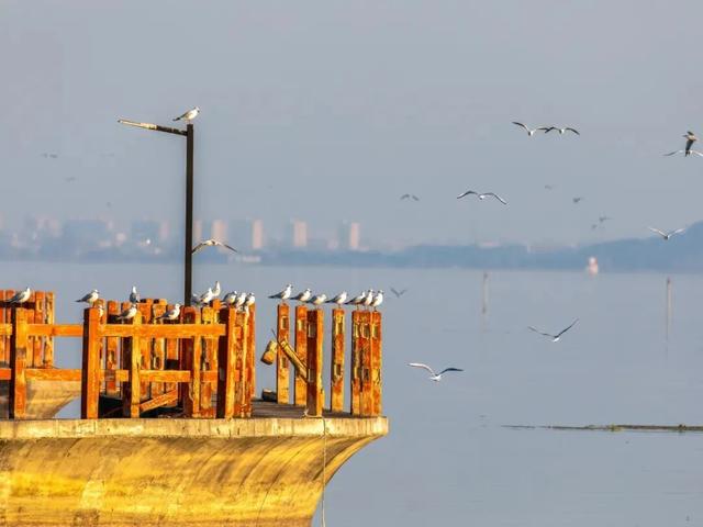 今天，《新华日报》整版聚焦吴中！