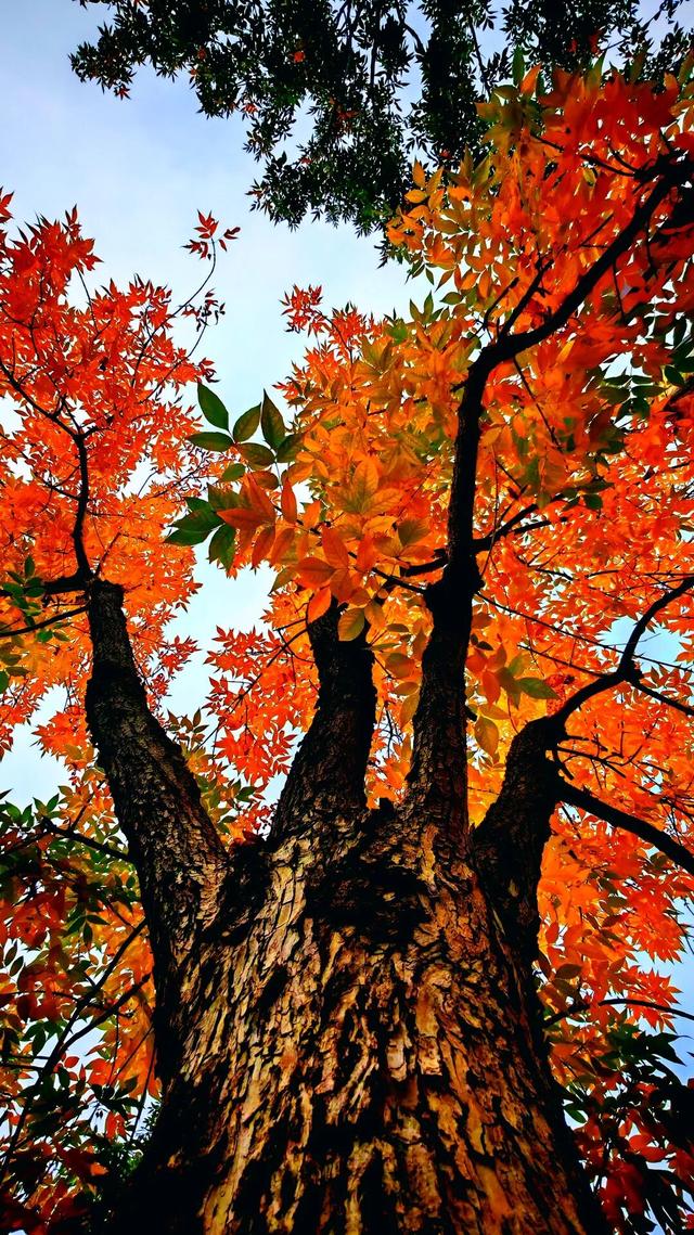 打卡定州限定秋景！