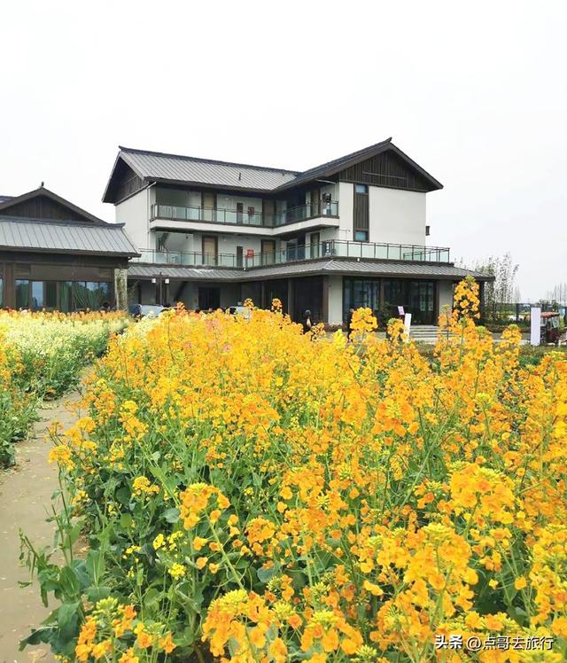 今天朋友圈的C位，成都限定的浪漫和震撼，错过了真的要等一年！