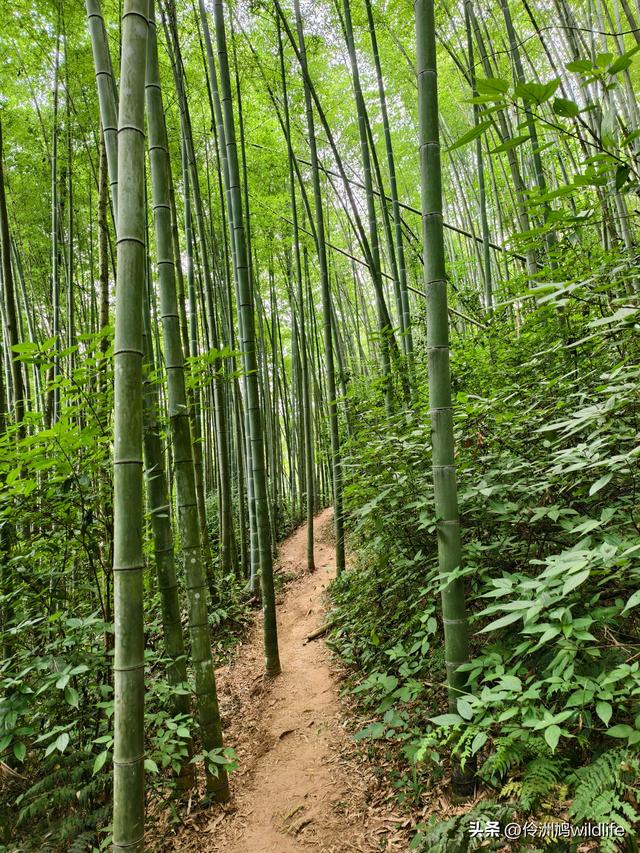 成都徒步（66）·邛崃篇⑥皮缝峡谷·皮缝古道