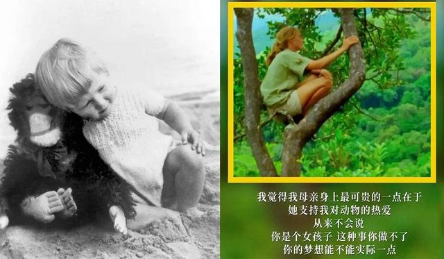 珍·古道尔