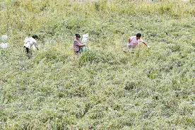 岳伍村：凤仙花开出“花”样致富路图片