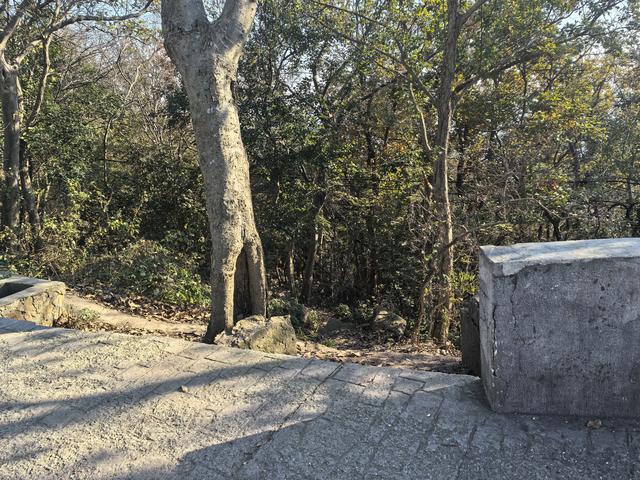 南京紫金山郊野徒步