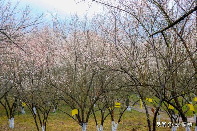 达川区百节镇：梅花笑绽迎宾客 刨汤暖宴贺新春