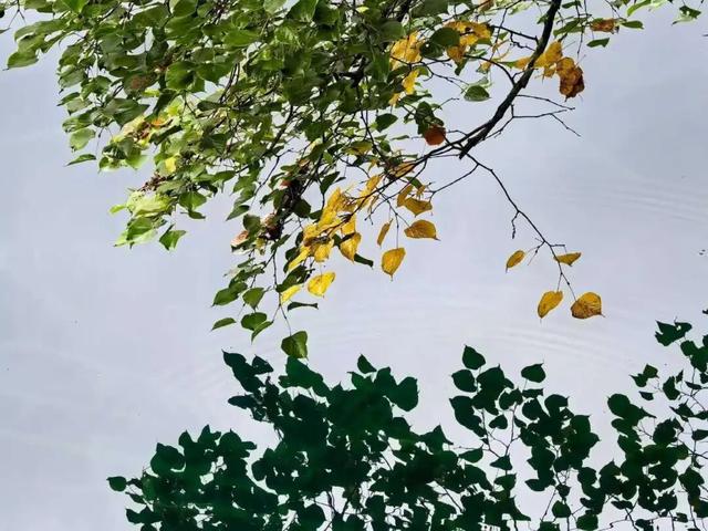 秋分已至，来九寨沟过秋天啦！