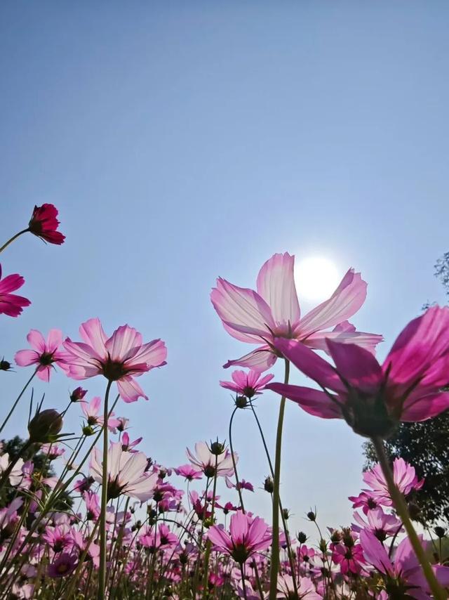 这个周末，来遵义打卡格桑花