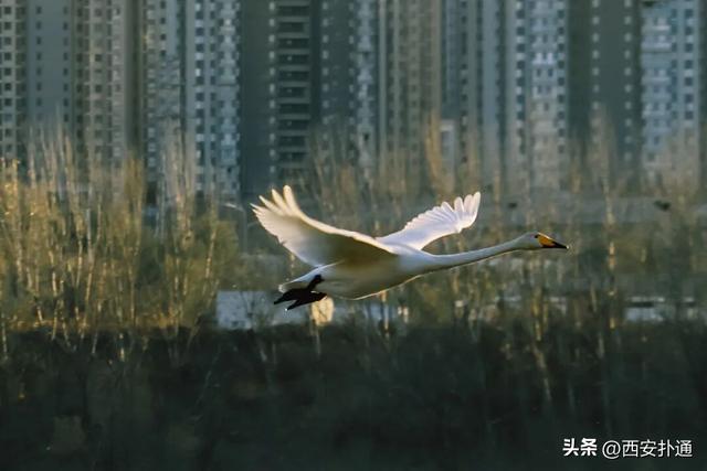 西安出发当日往返，天鹅湖游玩全攻略！