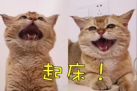 猫咪为什么每天早上叫你起床？养久了才知道，它是想告诉你这些图片