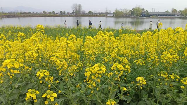 2026陕西“三秦四季·相约汉中”最美油菜花海推介发布会在西安举行