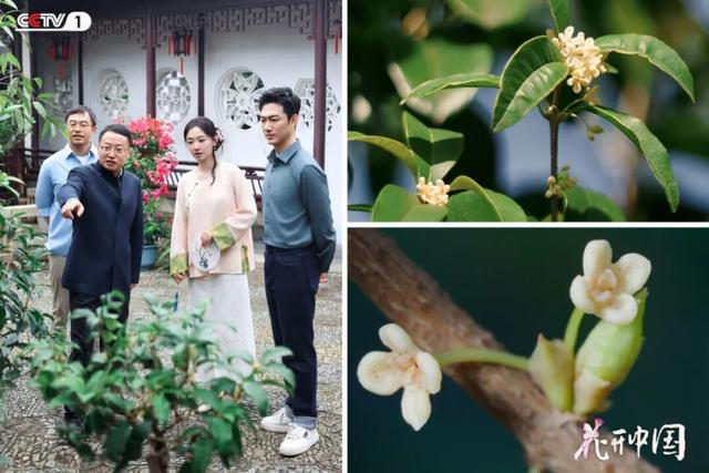 CCTV-1《花开中国》，今晚关注“园林之城”——苏州