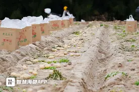 细腻软糯！福州这里，马铃薯迎来大丰收！图片