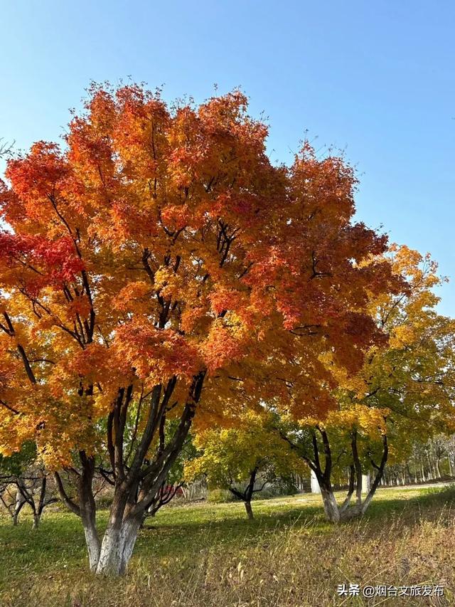 【乐游烟台】美到封神!烟台家门口的赏秋神仙地+1