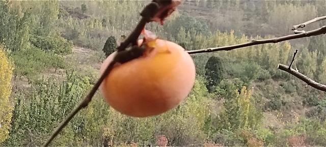 “舒平”携手“赵大姐”:为了那片深爱着的土地
