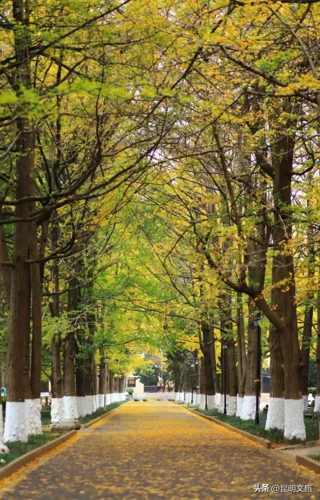 昆明人私藏观鸥地图+观杏！滴滴6折立减35元打车券直接薅