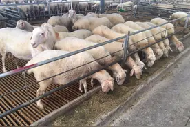 养羊这十种东西可不能喂羊！快来看看你有没有给羊喂过？图片