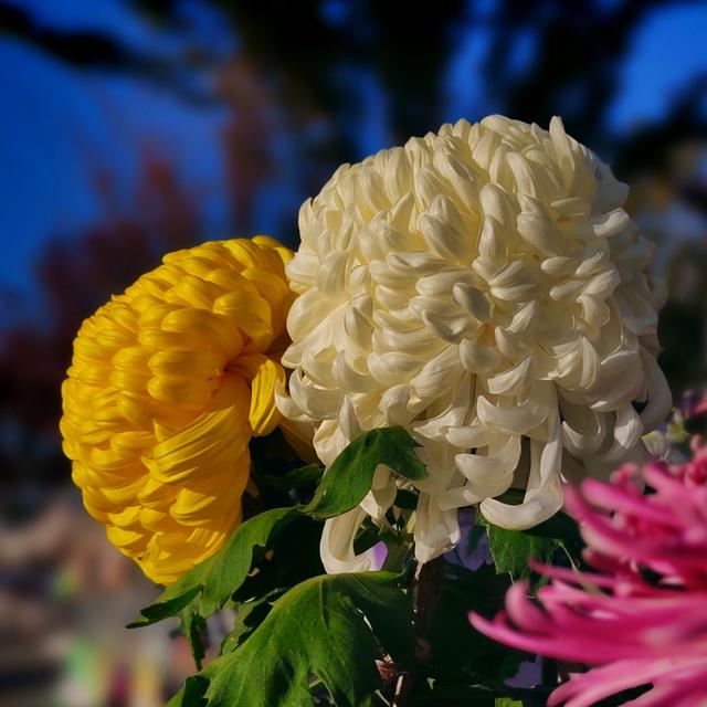 武汉动物园金秋菊展集锦