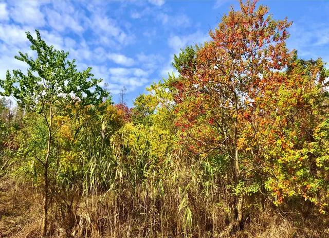 秋色斑斓美如画