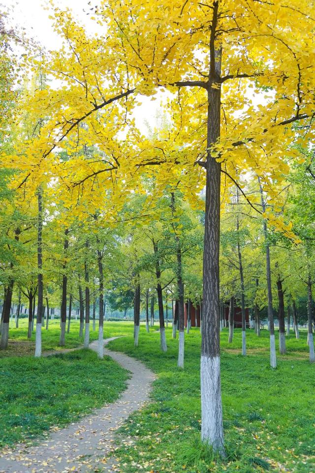 西安周末游丨这8个免费赏银杏叶好去处