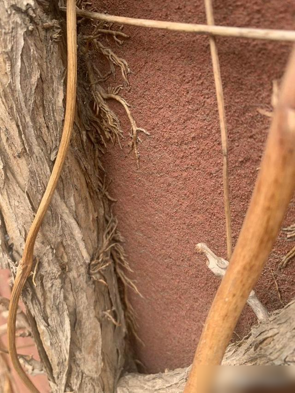 农村见到这2种花，一定要铲除，招蛇虫蚊蚁，严重破坏墙皮
