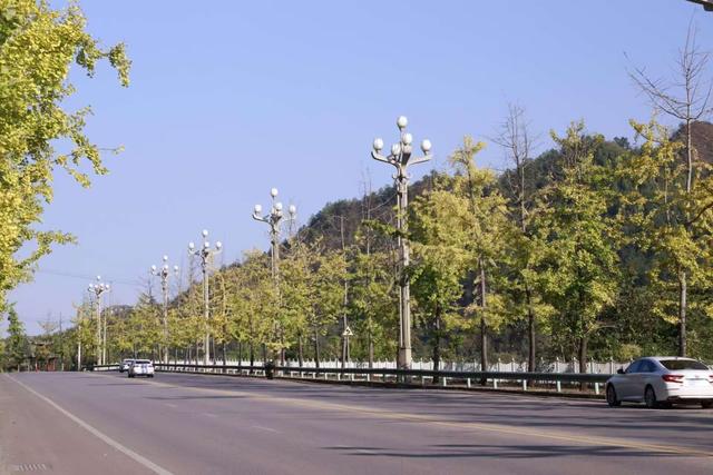 凯里版“黄金大道”将迎来观赏佳期 您的相机准备好了吗