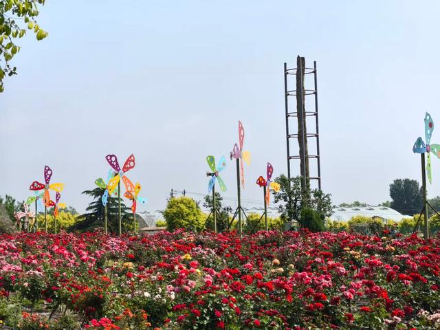 即墨玫瑰小镇：以 “无废” 理念扮靓玫瑰风景线