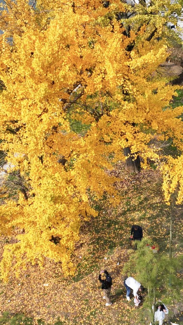 出发吧！自驾银杏谷路线来啦！