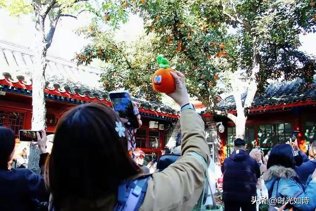 北京这院子火了!满树红柿抢着看,藏着老舍的浪漫