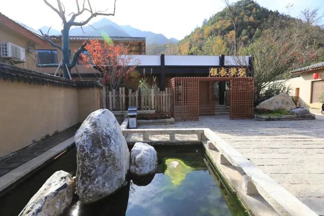 一眼千年！田河村153棵古银杏正“染金”，国庆去这就对了