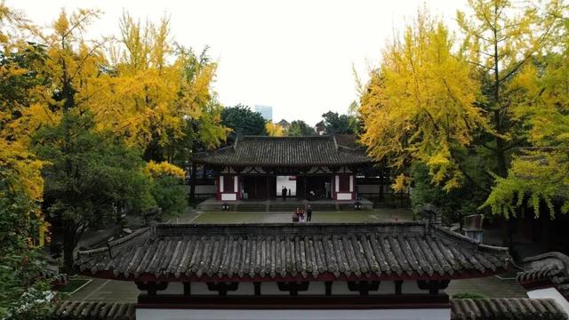 【美丽四川】一年一度朋友圈银杏比美时刻又来了！