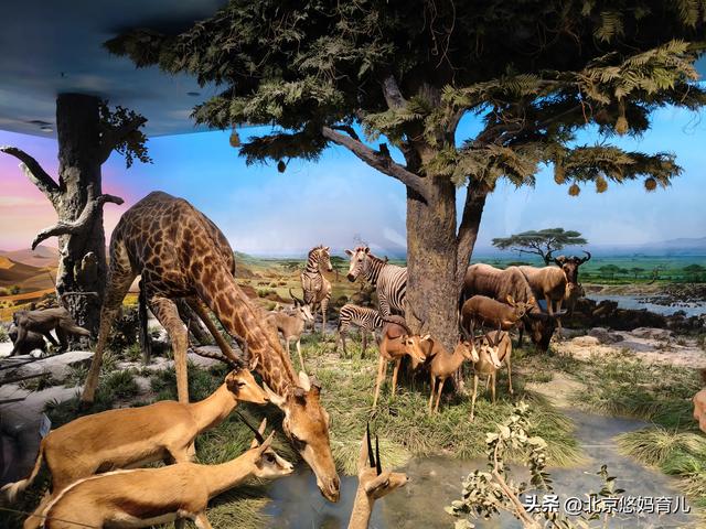 第一次去国家自然博物馆，水族馆和恐龙乐园是8岁孩子的最爱