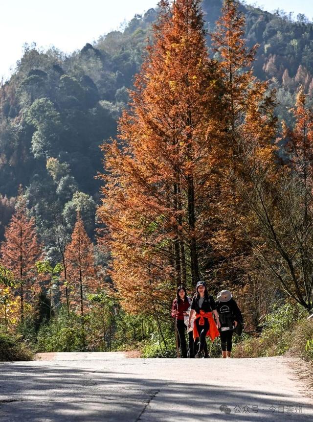 崇州彩林天花板🤩🤩🤩谁还没去过？