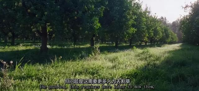 一对夫妻，为了一条狗，种出了一座森林