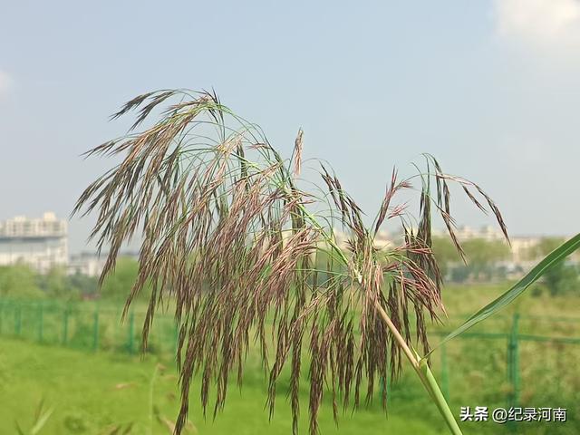 商丘黄河故道：生态画卷中的自然诗篇