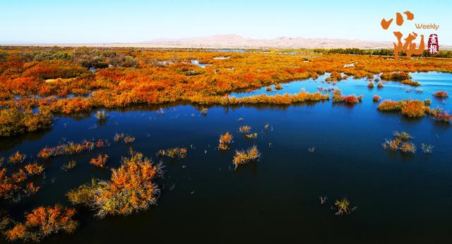 【小陇画报·435期】民勤：千顷湿地卧戈壁 续写生态新画卷