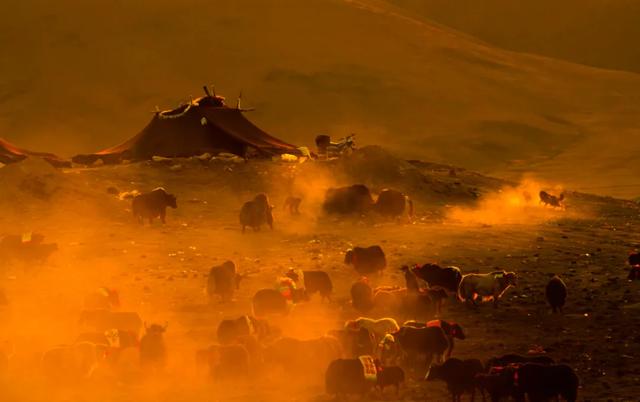 【辉煌60年·新时代西藏答卷】哲古草原：与藏野驴的秋日私语