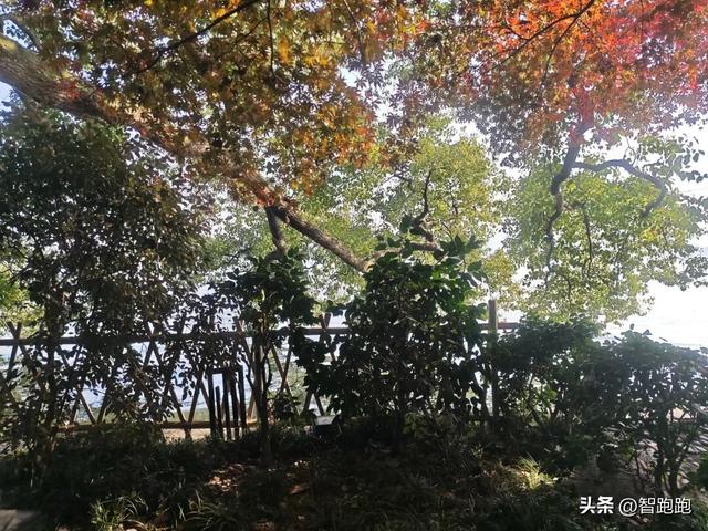 2025 杭州西湖 City Walk 留下足迹