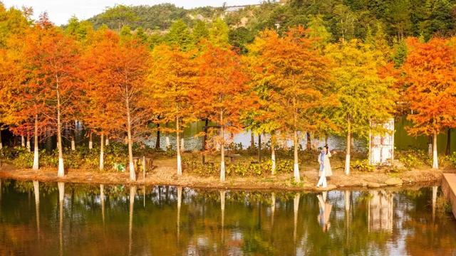 给你个准信！韶关森林红！红！红啦~