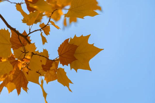 不用去南京,醴陵有属于自己的梧桐大道