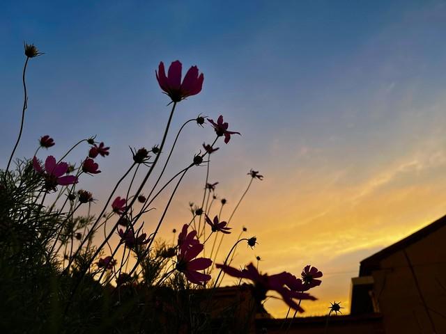 家乡美景花博园