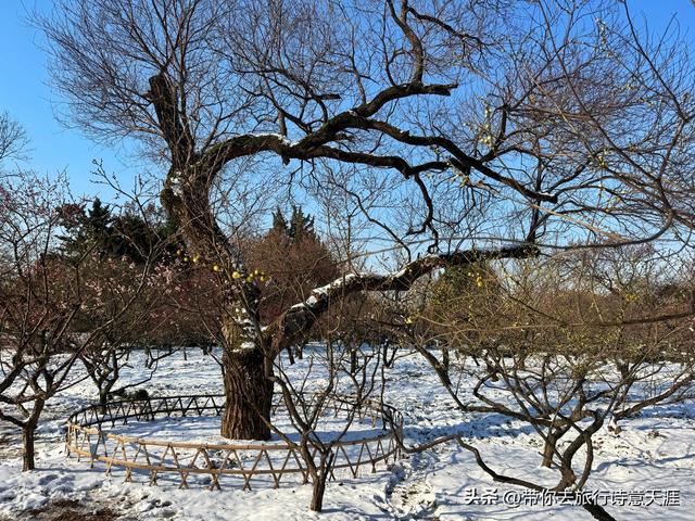 南京2026年第一场雪，梅花山、琵琶湖雪景