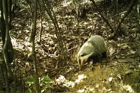 40年前农田“毒瘤”，一年祸害几十亩庄稼，如今一只难求成“宝”图片